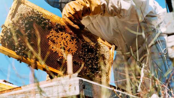 U SLUČAJU DA VAS UJEDE PČELA – OVAJ LEK JE SPAS: Savet starog pčelara uvek imajte na UMU