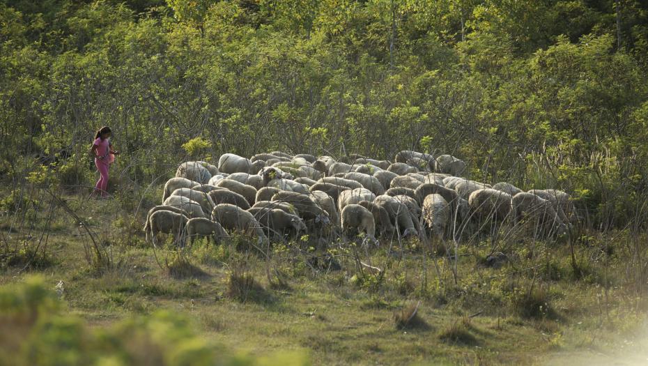 PSI LUTALICE NAPRAVILE KRVAVI PIR NA IMANJU U BEOGRADU? Zaklano 18 jagnjadi i 5 ovaca, domaćini u strahu