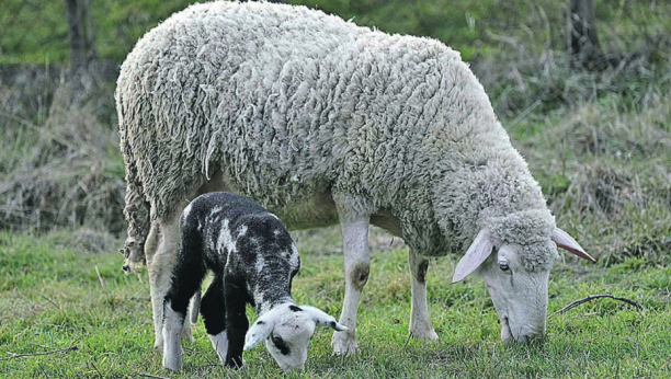 PIROTSKA PRAMENKA PRED IZUMIRANJEM Od njene vune se prave čuveni ćilimi, a ostalo ih je još samo 300 na svetu