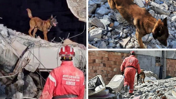 HEROJ ZIGI NANJUŠIO JOŠ JEDNOG PREŽIVELOG  Srpski pas spasilac pokazao gde se krije žrtva zemljotresa