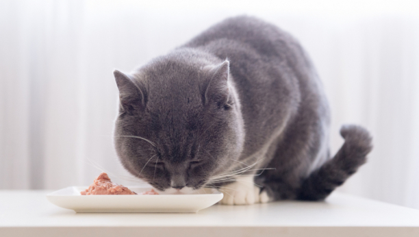 Ovo svaki vlasnik treba da zna: Kada i kako hraniti mačku?
