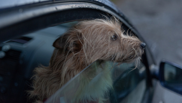 OBRATITE PAŽNJU: Ovim greškama tokok vožnje ugrožavate život psa