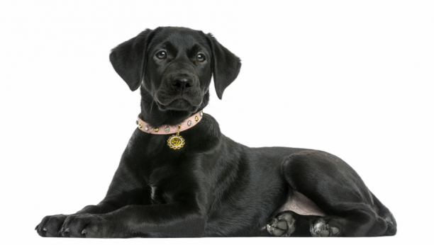 Sindrom crnog psa ili zašto ljudi bezrazložno izbegavaju kučiće sa tamnom bojom krzna