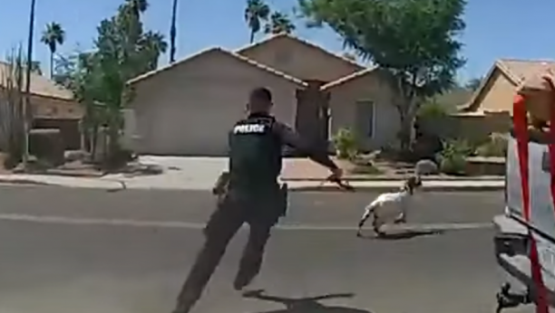 koza beži od policije