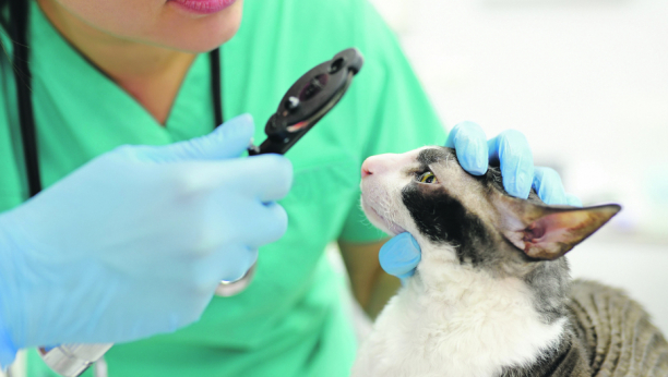 Mačka kod veterinara