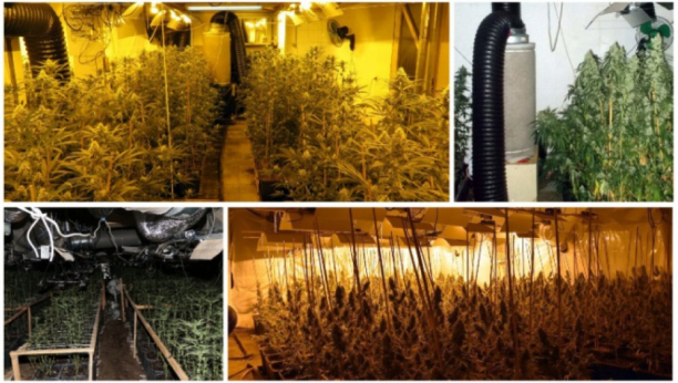 Laboratorija za uzgoj marihuane