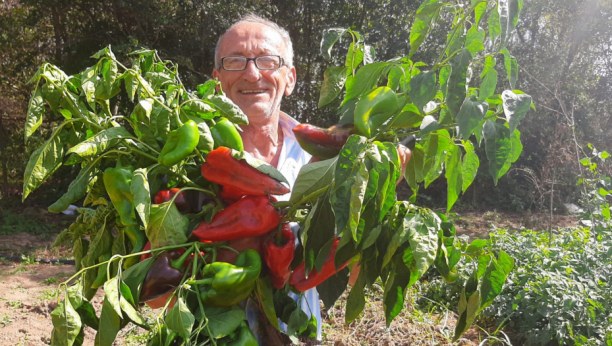 Džinovska paprika raste u Topoli