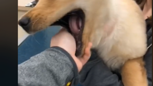 pas sa jednim uhom