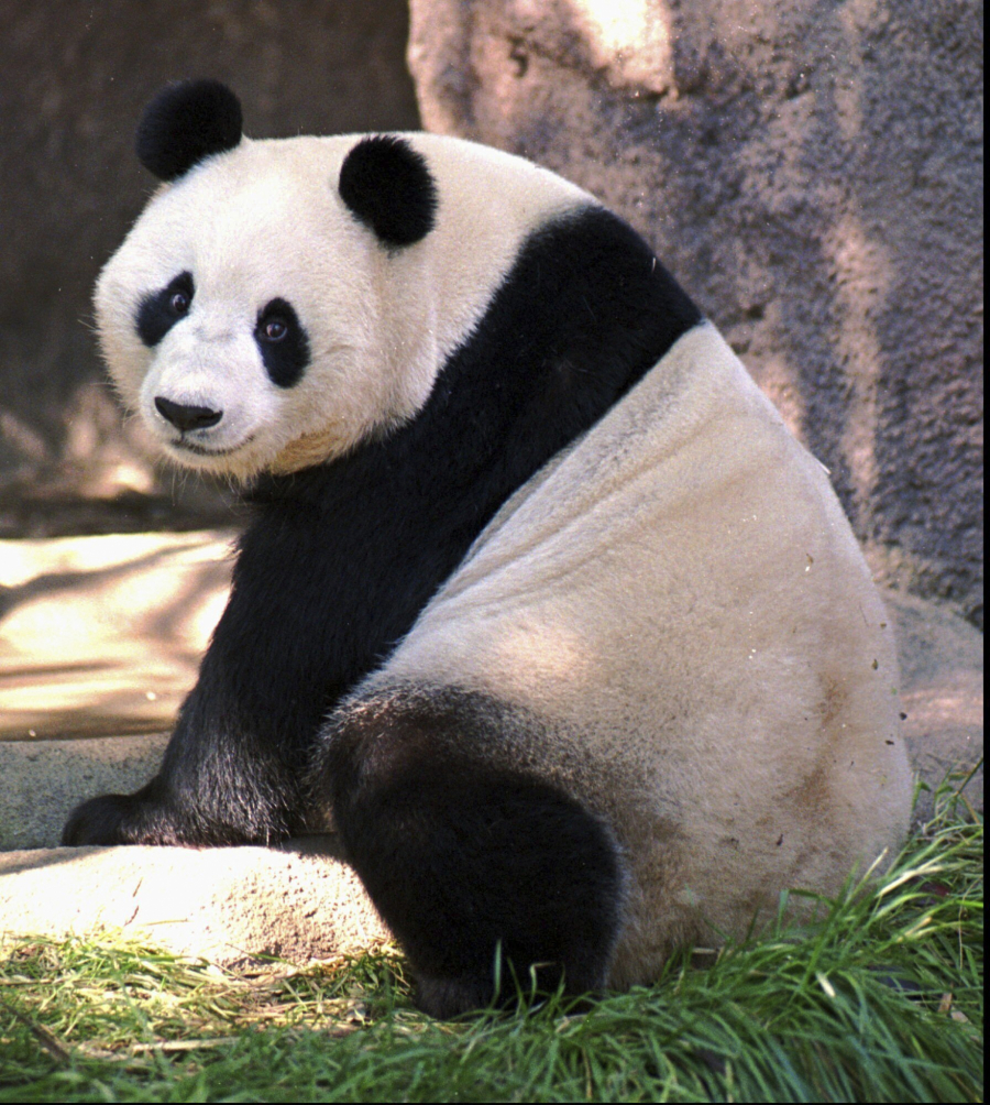 Panda diplomatija
