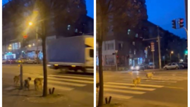 Psi prelaze ulicu na pešačkom