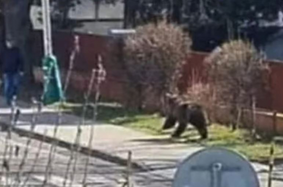 Medved napao ljude u Slovačkoj