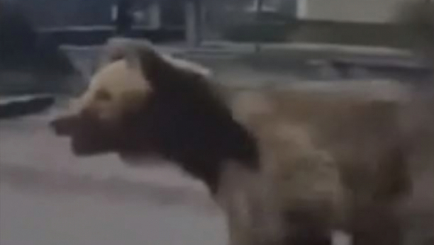 Medved napao ljude u Slovačkoj
