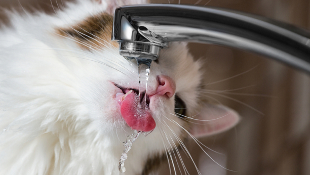 mačka pije vodu iz slavine